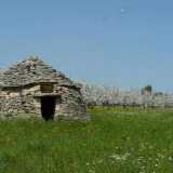 Ruvo 10.4.2011 (farfalla)